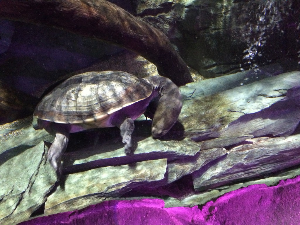 Long necked turtle