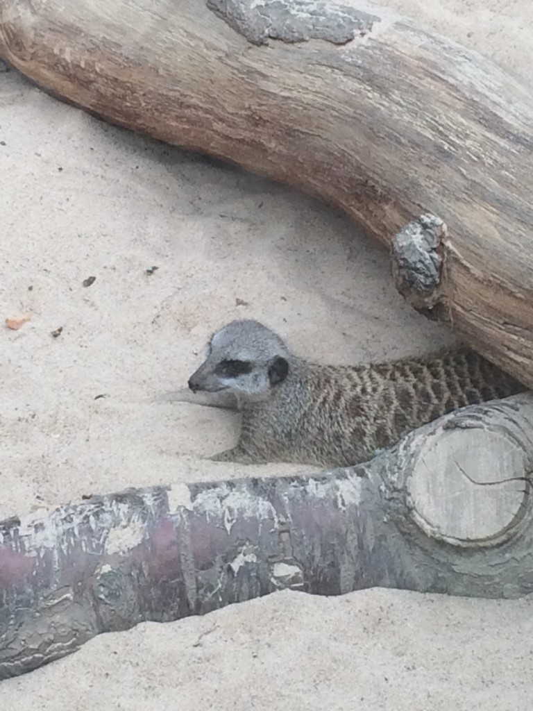 Stretching in the sand