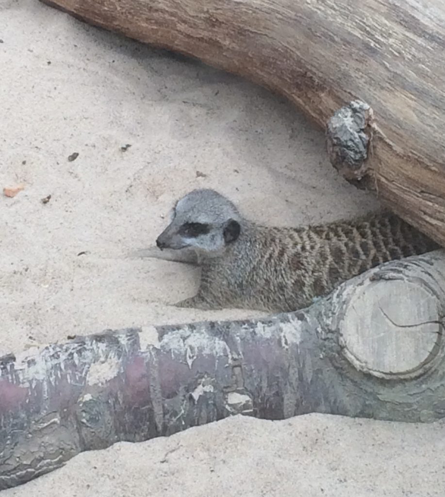 Stretching in the sand